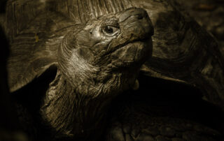 blog image tortoise