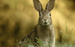 blog image hare