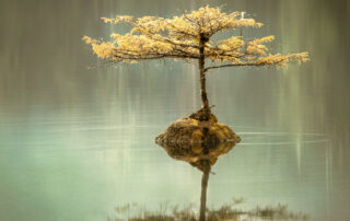 blog image tree growth from water