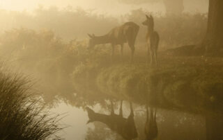 blog image deer at stream