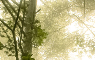 blog image rain forest