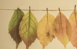 blog image leaves