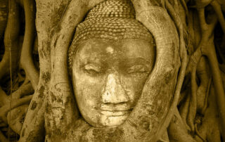 buddha face in roots